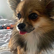 Knaki a rejoint le concours — aidez-le/la à gagner de superbes lots ! dog, small_dog, close_up, tongue_out, fluffy, brown_fur, white_fur, bed, blanket, pet, cute, animal, indoor, fur, ears, whiskers, nose, eyes, mouth, cozy