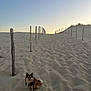 dog, sand, dune, fence, wooden_posts, leash, outdoor, pet, sunset, sky, nature, walking, small_dog, fluffy, happy, pathway, quiet, scenic, animal, landscape