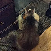 Whiskey joined the competition — help win amazing prizes! animal, back_view, bowl, brown, cabinet, carpet, cat, corner, domestic, eating, feline, furry, gray, home, indoor, pet, quiet, striped, tail, wood_floor