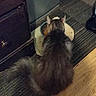 animal, back_view, bowl, brown, cabinet, carpet, cat, corner, domestic, eating, feline, furry, gray, home, indoor, pet, quiet, striped, tail, wood_floor
