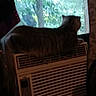Whiskey joined the competition — help win amazing prizes! air_conditioner, animal, appliance, cat, daylight, domestic, furniture, greenery, home, indoor, looking_out, nature, pet, quiet, relaxing, resting, room, shadow, striped_cat, window