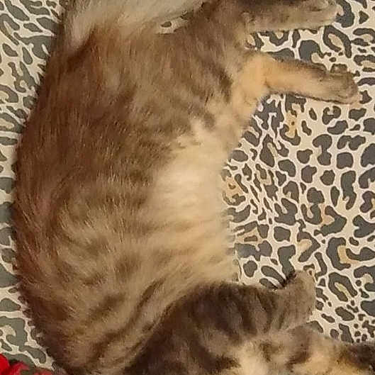 Whiskey