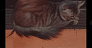 Whiskey joined the competition — help win amazing prizes! animal, black_border, brown, cabinet, cat, cozy, curled_up, digital_style, evening, furniture, gray, home, indoor, pet, quiet, resting, tabby, text_overlay, timestamp, wooden_floor