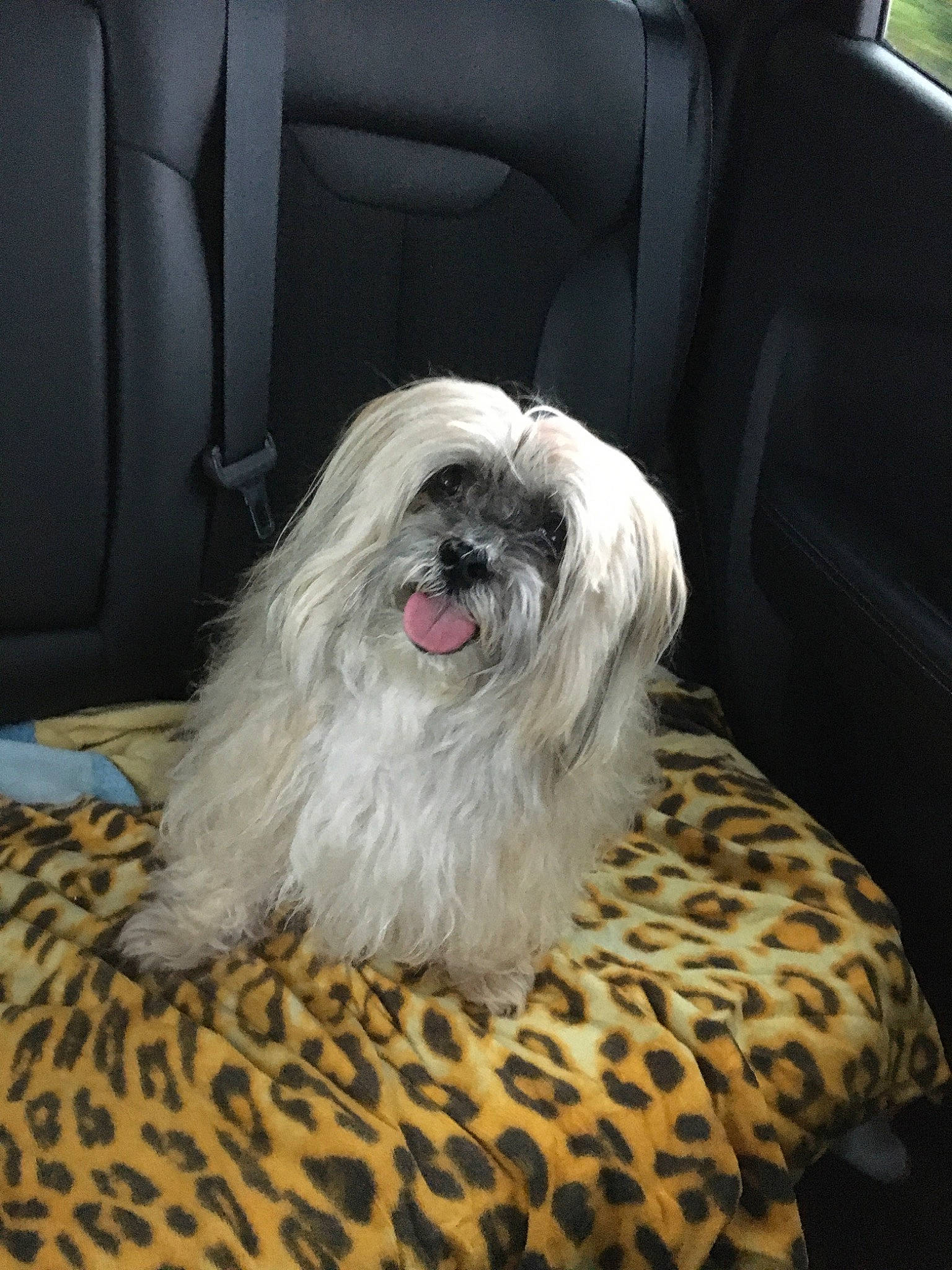 Tchoupi participe au concours pour gagner de l'argent avec cette photo : carnivore, comfort, companion_dog, dog, dog_breed, dog_supply, fur, luxury_vehicle, mal_shi, maltepoo, non_sporting_group, shih_tzu, small_terrier, sporting_group, terrier, toy_dog, working_animal