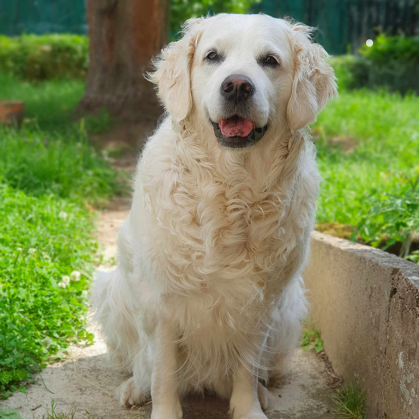 Neige participe au concours pour gagner de l'argent avec cette photo : animal, canine, cockerspaniel, dog, eskimodog, flagstone, goldenretriever, grass, labradorretriever, nature, outdoors, path, pet, plant, puppy, sidewalk, slate, terrier, walkway, whitedog