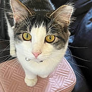 Gussey Bear joined the competition — help win amazing prizes! cat, feline, pet, yellow_eyes, whiskers, pink_nose, close_up, cushion, pink, texture, indoor, curious, fur, animal, cute, sitting, domestic_cat, soft_light, portrait, focused