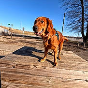 Rori joined the competition — help win amazing prizes! dog, golden_retriever, wooden_platform, outdoor, blue_sky, tree, leafless_tree, sunny, happy_dog, pet, fence, sidewalk, leash, harness, shadow, nature, park, smiling, canine, daylight