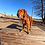 dog, golden_retriever, wooden_platform, outdoor, blue_sky, tree, leafless_tree, sunny, happy_dog, pet, fence, sidewalk, leash, harness, shadow, nature, park, smiling, canine, daylight