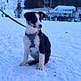Moka participe au concours pour gagner de l'argent avec cette photo : puppy, dog, snow, harness, leash, outdoor, winter, mountain, forest, ski_lift, cold, animal, pet, young_dog, nature, landscape, snowy, sitting, cute, daytime