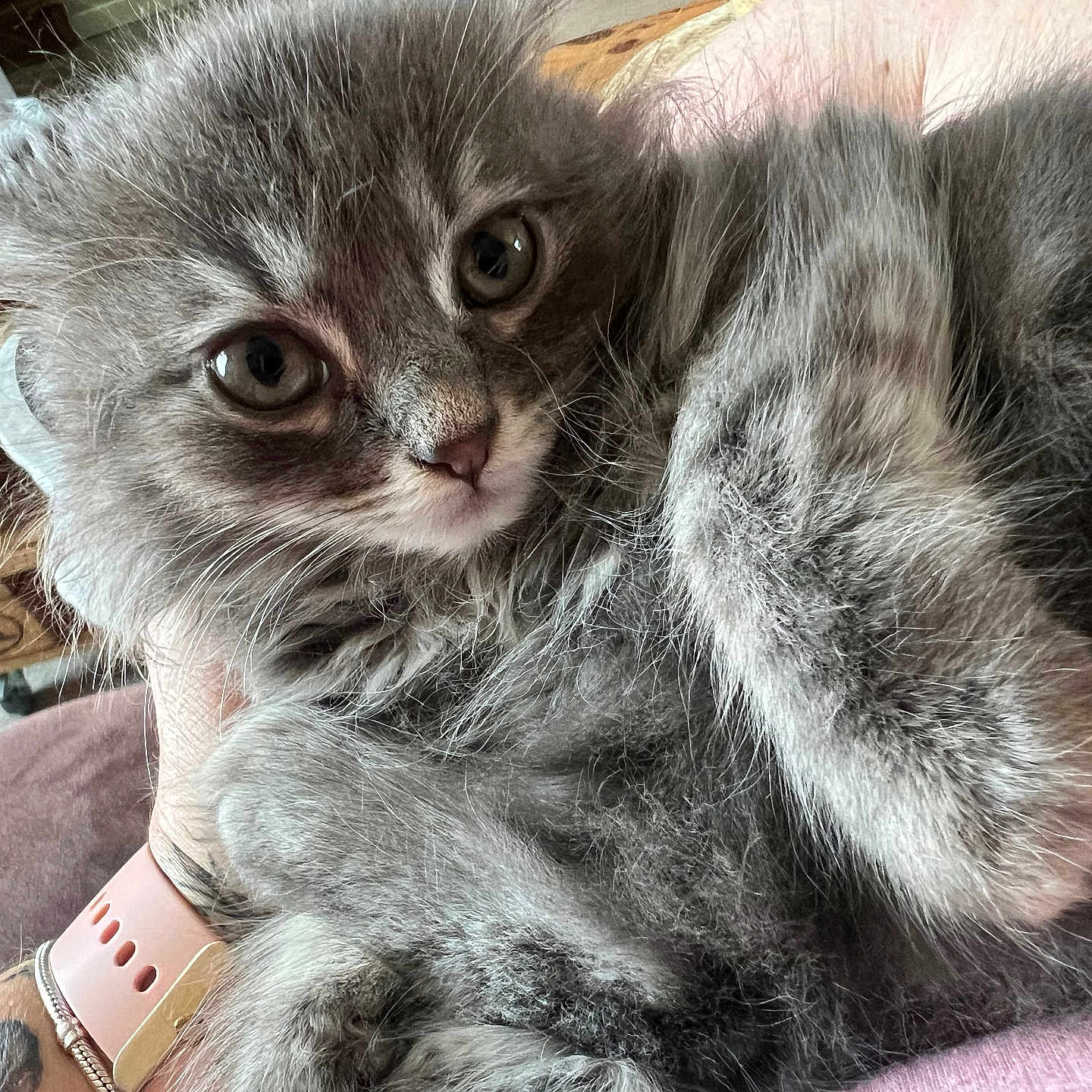 Princesse a rejoint le concours — aidez-le/la à gagner de superbes lots ! animal, cat, close_up, companion, cozy, curious_eyes, cute, domestic_cat, furry, gray_fur, hand, indoor, kitten, paw, person, pet, resting, soft_fur, whiskers, young_cat