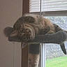 cat, feline, fluffy, long_hair, tabby, pet, animal, upside_down, lounging, sleeping, window, window_blinds, window_perch, indoors, home, gray_fur, striped_fur, green_grass, relaxed, funny_pose