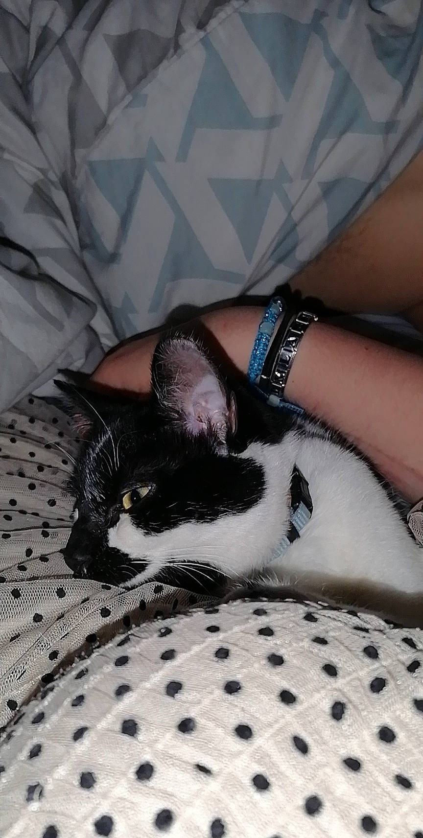 Hanna-bella participe au concours pour gagner de l'argent avec cette photo : carnivore, cat, comfort, domestic_short_haired_cat, felidae, foot, gesture, grey, hand, human_leg, leg, mammal, paw, small_to_medium_sized_cats, snout, textile, thigh, whiskers, white, wrist