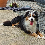 Uzzy participe au concours pour gagner de l'argent avec cette photo : dog, australian_shepherd, panting, lying_down, happy, outdoor, gravel, concrete, plant_pot, garden, car, tongue_out, fur, pet, animal, smiling, resting, black_fur, white_fur, brown_fur