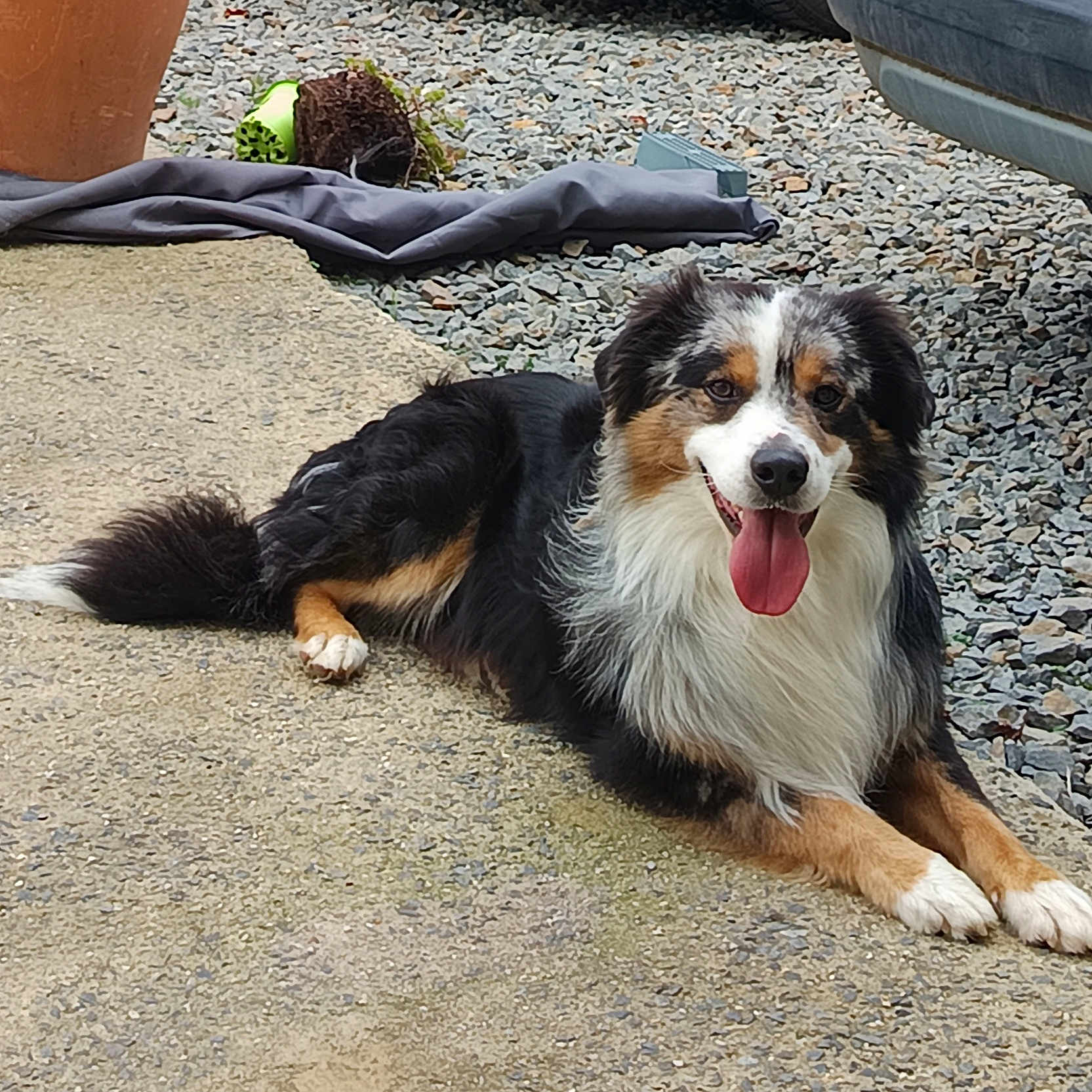 Uzzy participe au concours pour gagner de l'argent avec cette photo : animal, australian_shepherd, black_fur, brown_fur, car, concrete, dog, fur, garden, gravel, happy, lying_down, outdoor, panting, pet, plant_pot, resting, smiling, tongue_out, white_fur