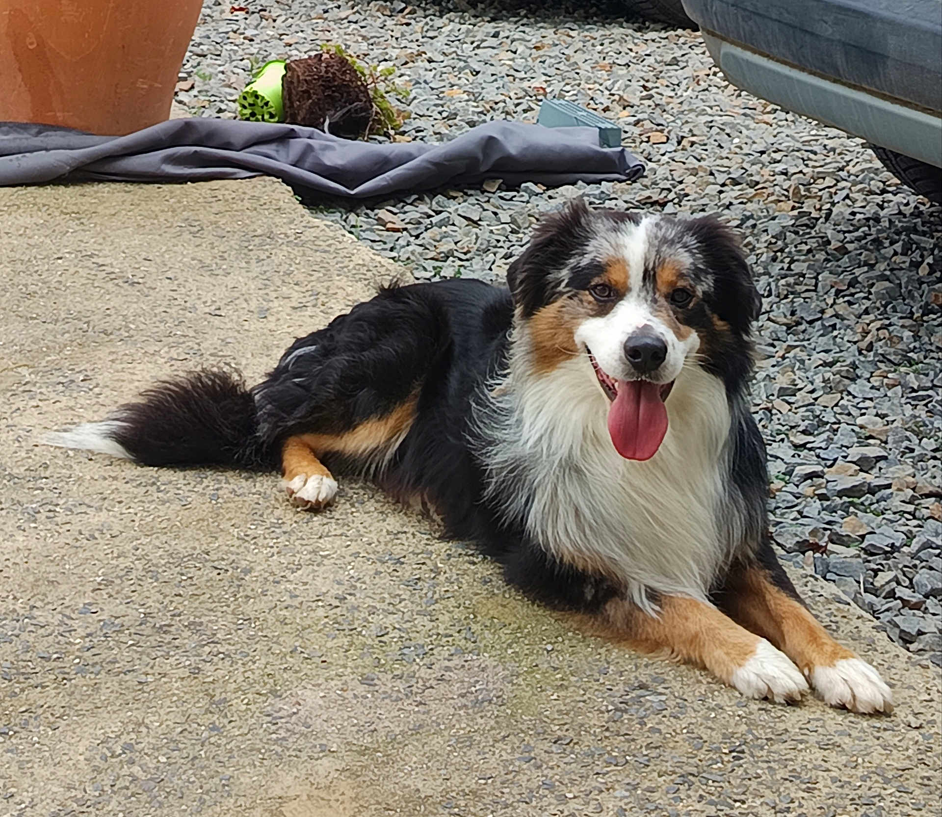 Uzzy participe au concours pour gagner de l'argent avec cette photo : dog, australian_shepherd, panting, lying_down, happy, outdoor, gravel, concrete, plant_pot, garden, car, tongue_out, fur, pet, animal, smiling, resting, black_fur, white_fur, brown_fur