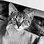 Tokyo participe au concours pour gagner de l'argent avec cette photo : cat, kitten, tabby, pet, animal, whiskers, fur, eyes, blanket, cozy, indoor, closeup, cute, portrait, sleepy, resting, soft, black_and_white, feline, young