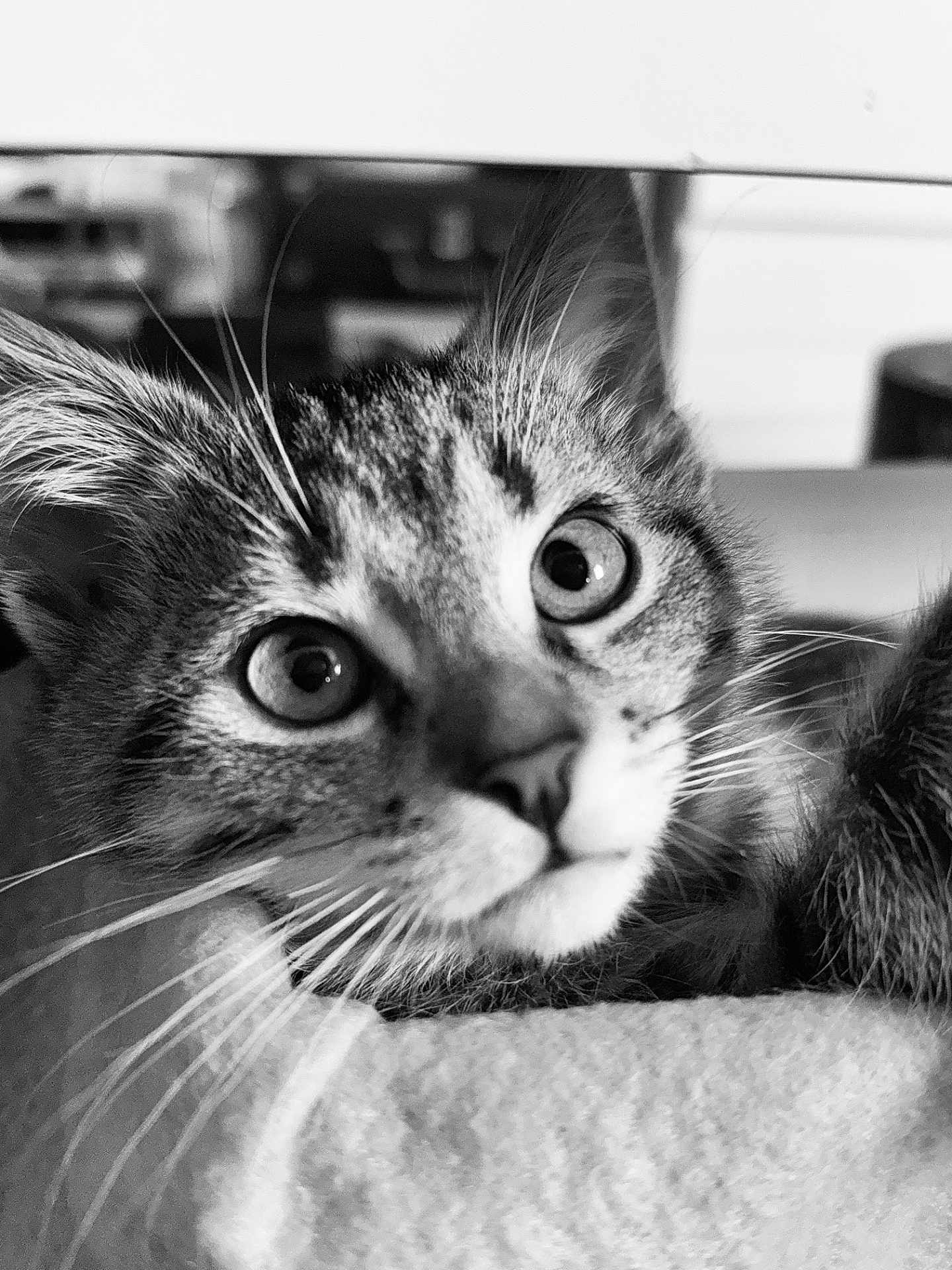Tokyo participe au concours pour gagner de l'argent avec cette photo : cat, kitten, close_up, whiskers, fur, eyes, pet, animal, cute, portrait, black_and_white, indoor, soft_texture, curious, young, feline, face, nose, ears, domestic_animal