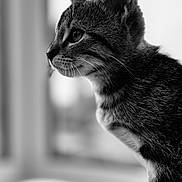 Tokyo a rejoint le concours — aidez-le/la à gagner de superbes lots ! cat, kitten, black_and_white, portrait, close_up, whiskers, fur, window, curious, animal, pet, indoor, soft_light, texture, profile, young, feline, sitting, focused, domestic