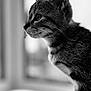 cat, kitten, black_and_white, portrait, close_up, whiskers, fur, window, curious, animal, pet, indoor, soft_light, texture, profile, young, feline, sitting, focused, domestic