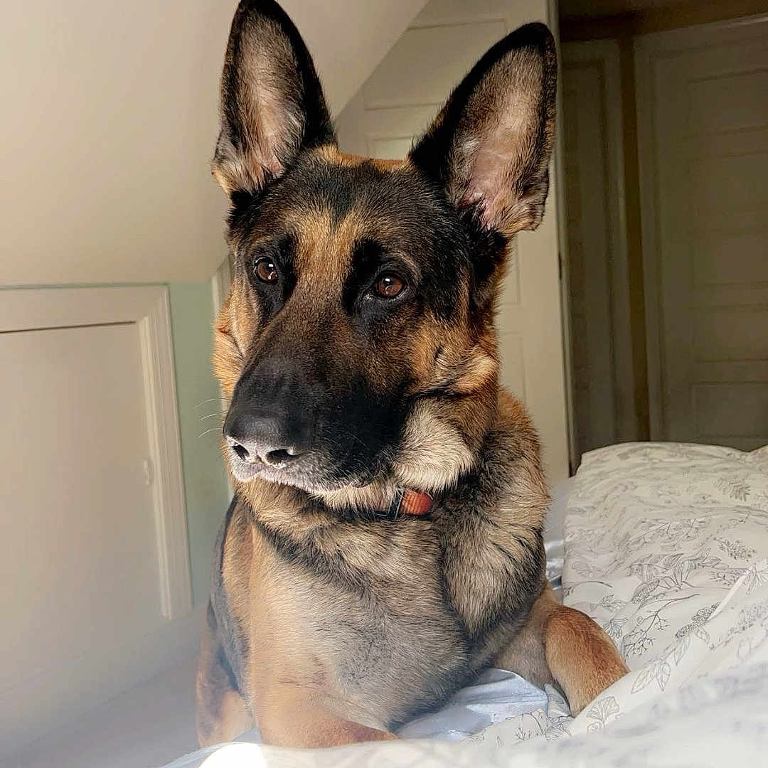 Drake joined the competition — help win amazing prizes! animal, bed, bedroom, blanket, canine, cushion, dog, dogbed, door, furniture, germanshepherd, homedecor, indoors, interiordesign, pet, policedog, puppy, quilt, room, snout