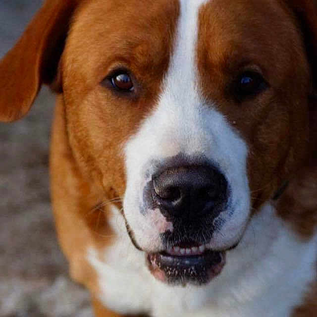 Tango