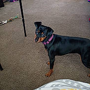 Leyla joined the competition — help win amazing prizes! dog, indoor, carpet, toy, purple_collar, black_dog, brown_markings, pet, floor, furniture_leg, blanket, home, playful, looking_up, small_dog, animal, domestic, cute, companion, curious