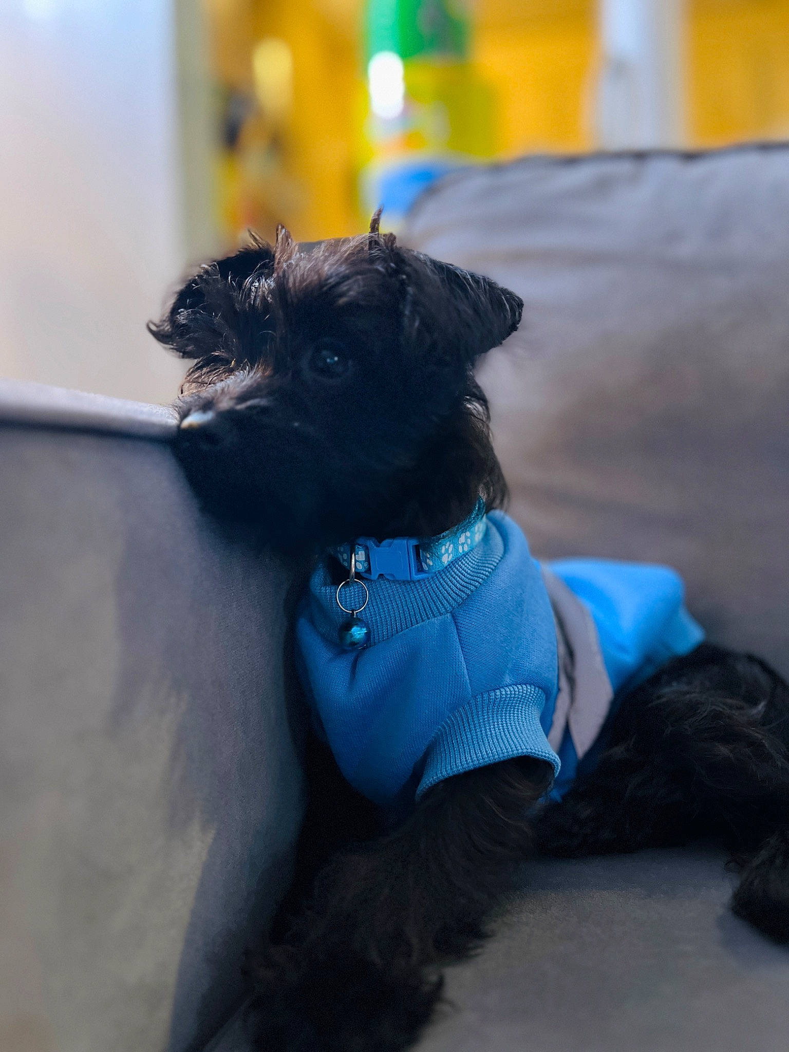 Echo is registered to the contest to win money with this photo: azure, canidae, carnivore, collar, companion_dog, dog, dog_breed, dog_collar, dog_supply, electric_blue, fashion_accessory, fawn, fur, pet_supply, small_terrier, sporting_group, terrier, toy_dog, whiskers, working_animal