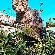 Minou a rejoint le concours — aidez-le/la à gagner de superbes lots ! abyssinian, angora, animal, cat, flower, garden, herbal, herbs, ivy, jungle, kitten, leaf, manx, nature, outdoors, pet, plant, summer, vegetation, wood