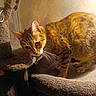Nina a rejoint le concours — aidez-le/la à gagner de superbes lots ! cat, tabby_cat, striped_fur, pet, animal, whiskers, ears, eyes, paws, crouching, cat_tree, scratching_post, carpet, indoor, home, warm_lighting, sunlight, curious, playful, portrait