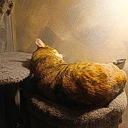 Nina a rejoint le concours — aidez-le/la à gagner de superbes lots ! cat, feline, pet, animal, indoors, cat_tree, scratching_post, brown_fur, golden_lighting, sunlight, side_view, back_view, resting, lying_down, relaxed, whiskers, ear, tail, home, portrait