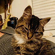 Sparrwo participe au concours pour gagner de l'argent avec cette photo : cat, tabby_cat, feline, pet, animal, fluffy, striped_fur, whiskers, ears, closed_eyes, sleepy, relaxed, sitting, indoor, portrait, close_up, fur, brown, gray, home_interior