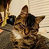 cat, tabby_cat, feline, pet, animal, fluffy, striped_fur, whiskers, ears, closed_eyes, sleepy, relaxed, sitting, indoor, portrait, close_up, fur, brown, gray, home_interior