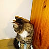 cat, tabby_cat, pet, feline, fur, striped_fur, white_chest, sitting, standing, bathroom_scale, weighing_scale, wooden_door, wall, corner, indoor, portrait, fluffy_tail, whiskers, paws, funny_pose
