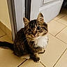cat, tabby_cat, furry, fluffy, pet, animal, sitting, indoors, tile_floor, door, doorway, white_chest, striped_fur, whiskers, ears, eyes, portrait, close_up, home, curious