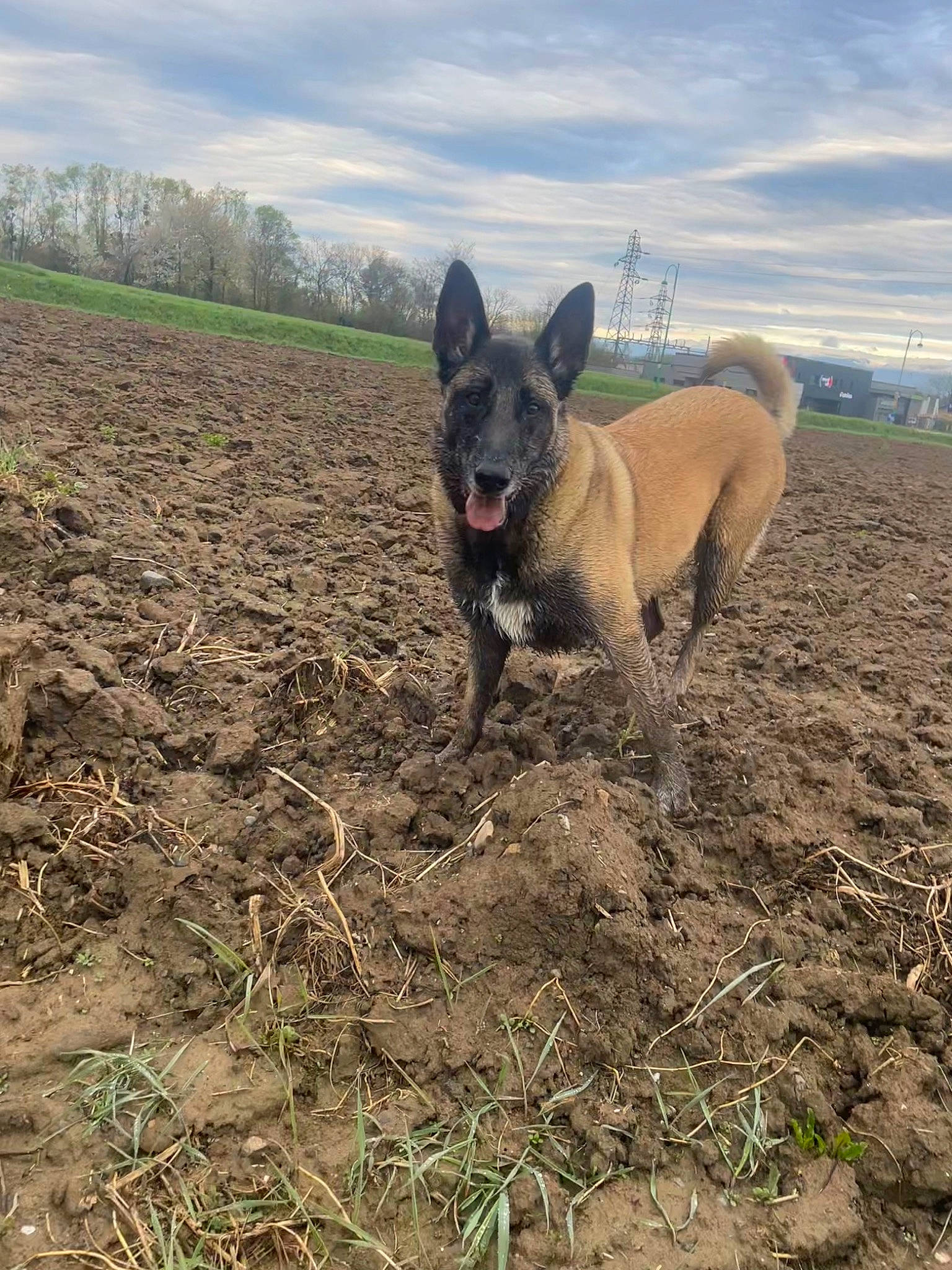 Naya participe au concours pour gagner de l'argent avec cette photo : boston_terrier, canidae, carnivore, cloud, dog, dog_breed, fawn, field, grass, grassland, landscape, molosser, non_sporting_group, plant, sky, soil, sporting_group, terrestrial_animal, tree, working_animal