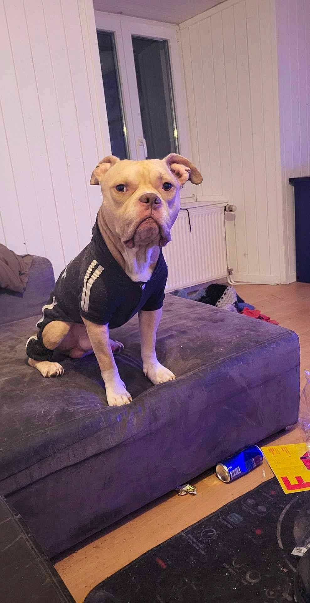 Boyka a rejoint le concours — aidez-le/la à gagner de superbes lots ! blue, bull_and_terrier, carnivore, collar, companion_dog, curtain, dog, dog_breed, dog_clothes, dog_collar, dog_supply, fawn, flooring, molosser, pet_supply, purple, snout, sporting_group, toy_dog, working_animal