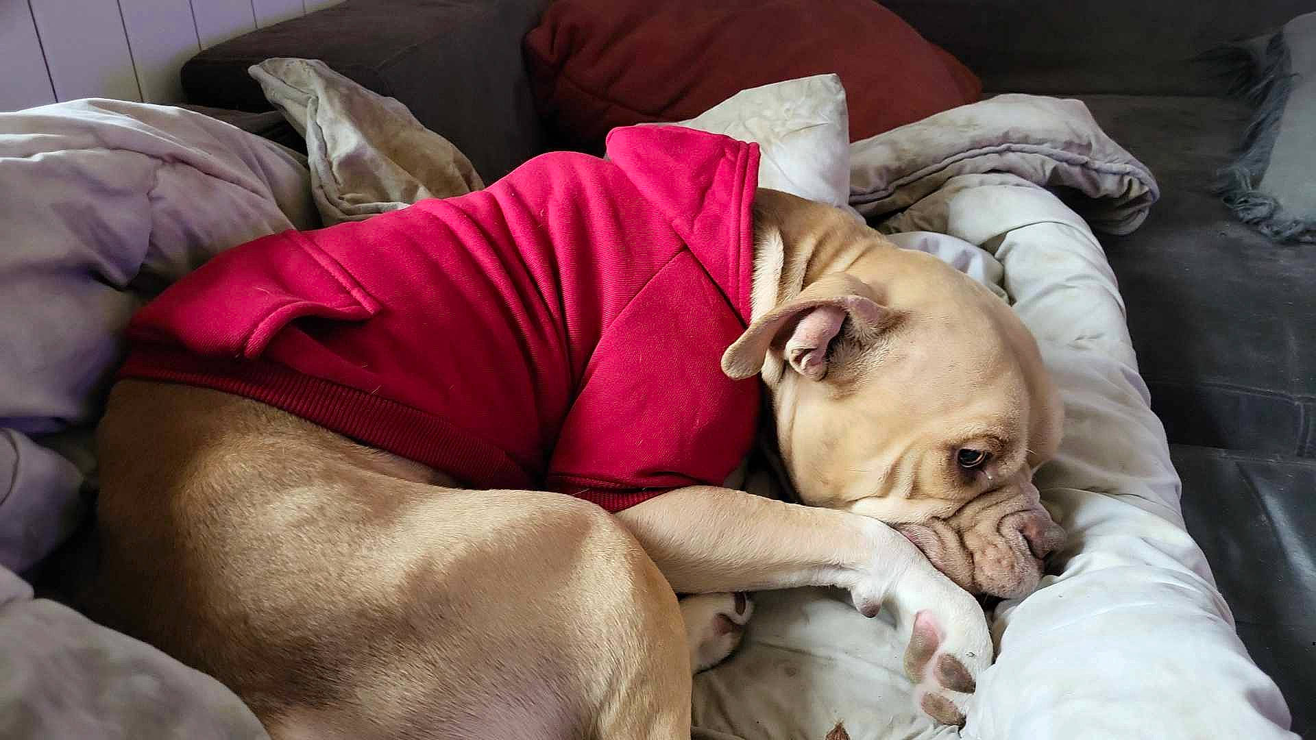 Boyka participe au concours pour gagner de l'argent avec cette photo : bed_sheet, bedding, bedtime, blanket, canidae, child, comfort, fawn, felidae, flesh, fur, linens, magenta, nap, room, sitting, sleep, textile, wood, wrinkle