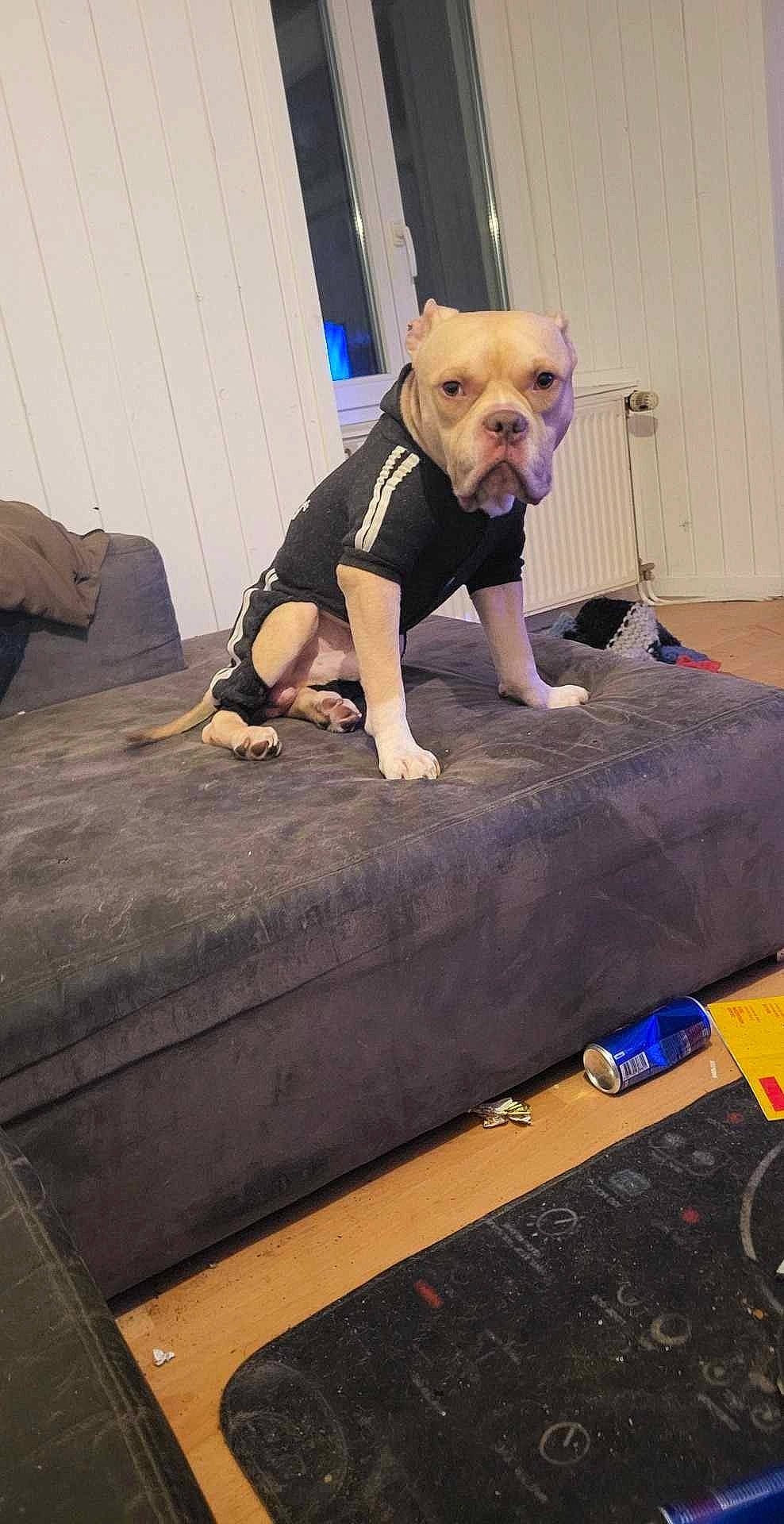 Boyka participe au concours pour gagner de l'argent avec cette photo : carnivore, child, collar, companion_dog, dog, dog_breed, dog_clothes, dog_supply, fawn, flooring, fun, hardwood, knee, physical_fitness, recreation, sportswear, t_shirt, toy_dog, trampolining_equipment_and_supplies, wood