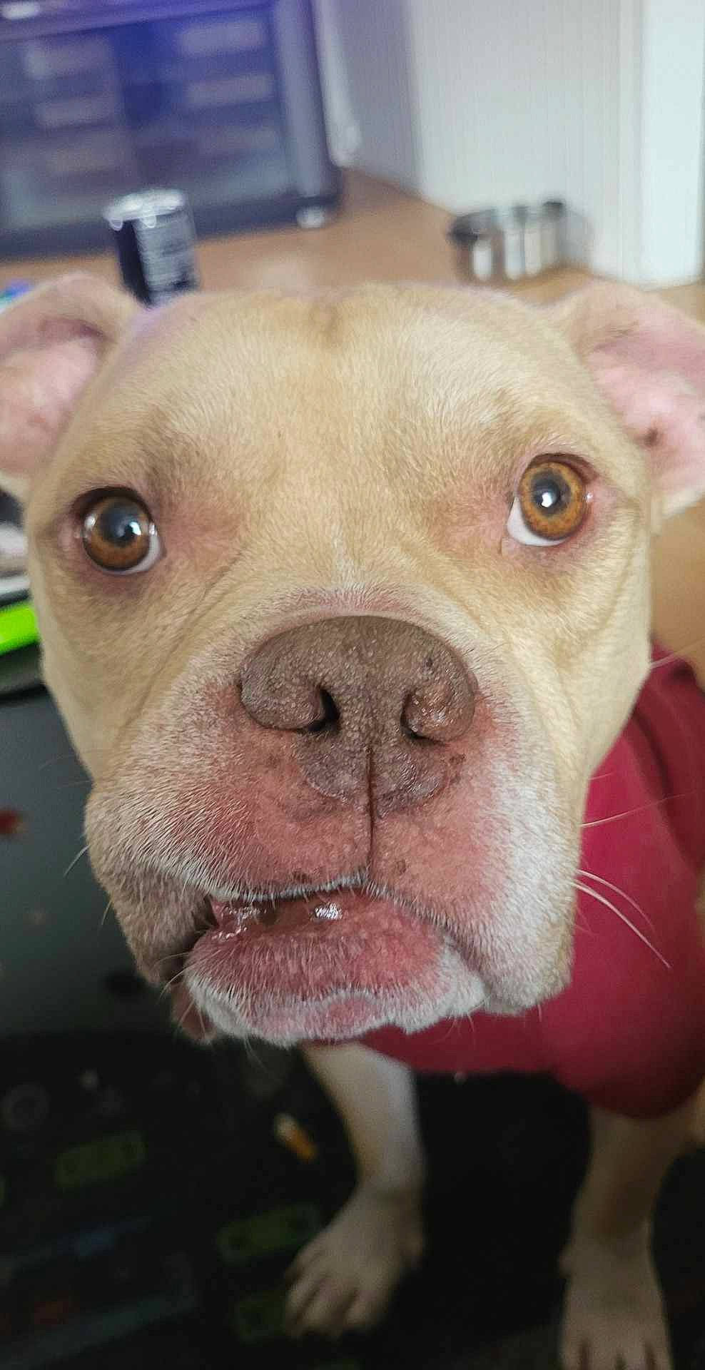 Boyka participe au concours pour gagner de l'argent avec cette photo : canidae, carnivore, close_up, collar, companion_dog, dog, dog_breed, fawn, fur, liver, molosser, non_sporting_group, photography, snout, sporting_group, terrestrial_animal, whiskers, working_animal, working_dog, wrinkle