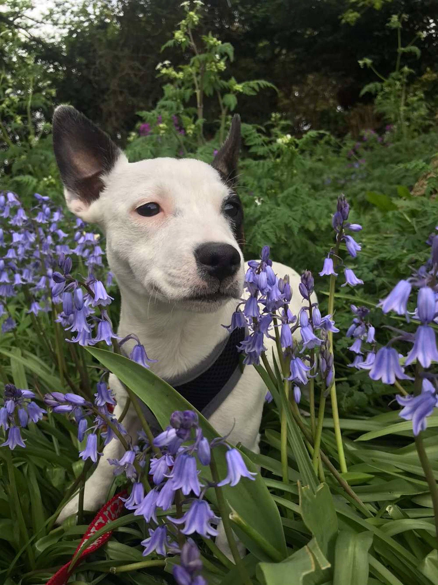 Keeva is registered to the contest to win money with this photo: canidae, carnivore, dog, dog_breed, fawn, flower, flowering_plant, iris, non_sporting_group, plant, spring, viola, violet_family, wildflower
