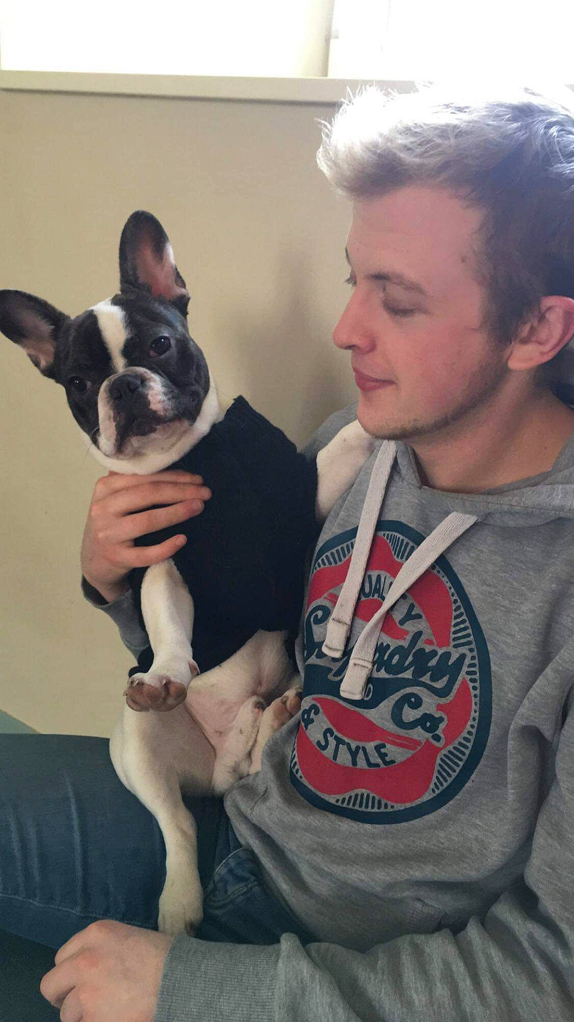Oggy participe au concours pour gagner de l'argent avec cette photo : boston_terrier, canidae, carnivore, companion_dog, dog, dog_breed, ear, fawn, french_bulldog, mammal, non_sporting_group, person, puppy_love, vertebrate