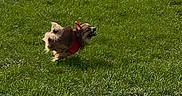 Prada Ma is registered to the contest to win money with this photo: dog, running, grass, outdoor, pet, small_dog, red_harness, motion, animal, greenery, playful, nature, daylight, active, canine, grass_field, energetic, fur, leisure, happy
