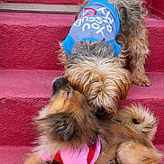 Prada Ma is registered to the contest to win money with this photo: animal, brown_dog, canine, clothing, companion, cute, dog, dogs, friendly, fur, outdoor, pet, pets, playful, red_stairs, shirt, small_dog, sniffing, stairs, two_dogs
