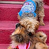 dog, dogs, pet, pets, stairs, red_stairs, clothing, shirt, sniffing, cute, fur, friendly, animal, canine, outdoor, playful, companion, two_dogs, brown_dog, small_dog