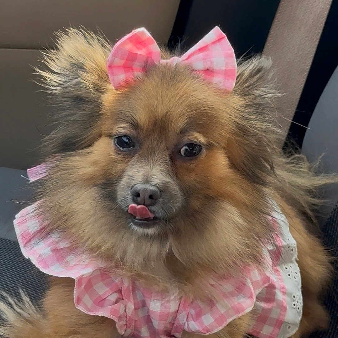 Prada Ma
