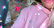 Prada Ma joined the competition — help win amazing prizes! animal, canine, car_interior, casual, companion, cute, dog, fluffy_dog, friendship, heart_effect, indoor, person, pet, pink_hoodie, portrait, seat, seatbelt, smile, sparkle_effect, window