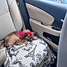 dog, small_dog, pet, sleeping, car_interior, backseat, blanket, red_bow, red_clothing, seatbelt, cozy, resting, cute, fur, animal, companion, window, door_handle, cup_holder, travel