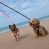 dog, beach, sand, sea, sky, leash, pet_clothing, small_dog, outdoor, sunny, cute, animal, canine, playful, two_dogs, harness, pink, black, brown, happy