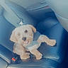 Gucci is registered to the contest to win money with this photo: dog, small_dog, puppy, car_interior, car_seat, leather_seat, seatbelt, pet, animal, cute, happy, sweater, indoor, transportation, companion, looking_up, fur, friendly, domestic_animal, smiling