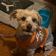 Gucci joined the competition — help win amazing prizes! dog, pet, sweater, orange, skull_pattern, wooden_floor, blue_bowl, blanket, indoor, leash, small_dog, fur, cute, animal, companion, cozy, sitting, home, floor, domestic